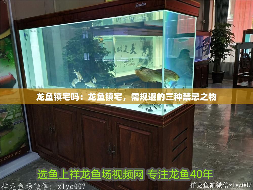 龍魚鎮宅嗎：龍魚鎮宅，需規避的三種禁忌之物