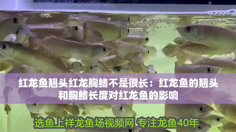 紅龍魚翹頭紅龍胸鰭不是很長：紅龍魚的翹頭和胸鰭長度對紅龍魚的影響