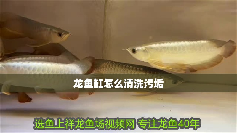 龍魚缸怎么清洗污垢