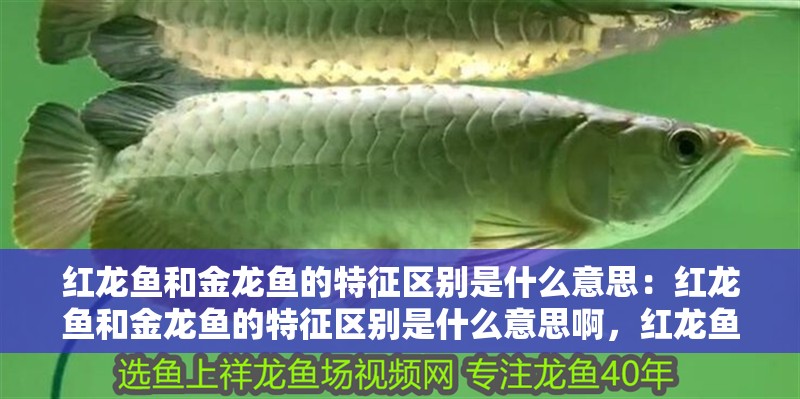 紅龍魚和金龍魚的特征區別是什么意思：紅龍魚和金龍魚的特征區別是什么意思啊，紅龍魚與金龍魚的特征差異