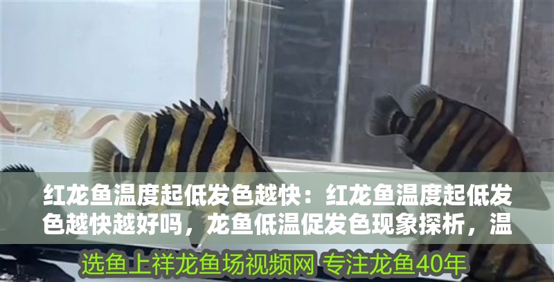 紅龍魚溫度起低發色越快:紅龍魚溫度起低發色越快越好嗎,龍魚低溫促發色現象探析,溫度越低真的越好 水族問答 紅龍魚溫度起低發色越快:紅龍魚溫度起低發色越快越好嗎,龍魚低溫促發色現象探析,溫度越低真的越好 紅龍魚溫度起低發色越快:紅龍魚溫度起低發色越快越好嗎,龍魚低溫促發色現象探析,溫度越低真的越好 水族問答