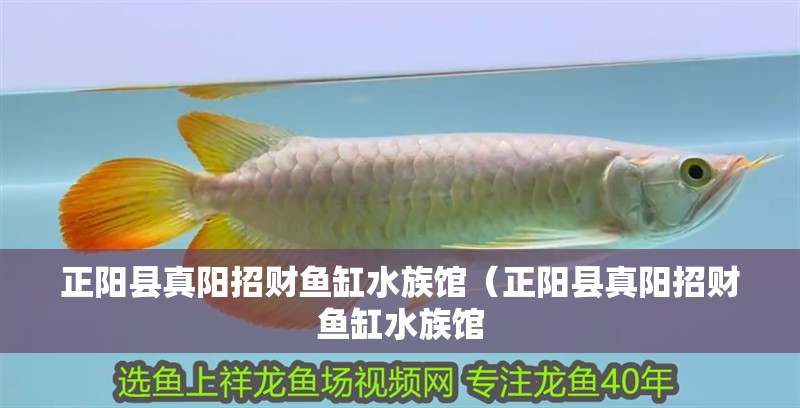 正陽縣真陽招財魚缸水族館(正陽縣真陽招財魚缸水族館 全國水族館企業名錄 第2張 正陽縣真陽招財魚缸水族館(正陽縣真陽招財魚缸水族館 正陽縣真陽招財魚缸水族館(正陽縣真陽招財魚缸水族館 全國水族館企業名錄 第2張