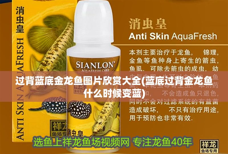 過背藍底金龍魚圖片欣賞大全(藍底過背金龍魚什么時候變藍)