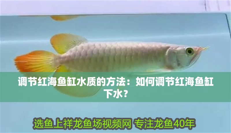 調節紅海魚缸水質的方法：如何調節紅海魚缸下水？