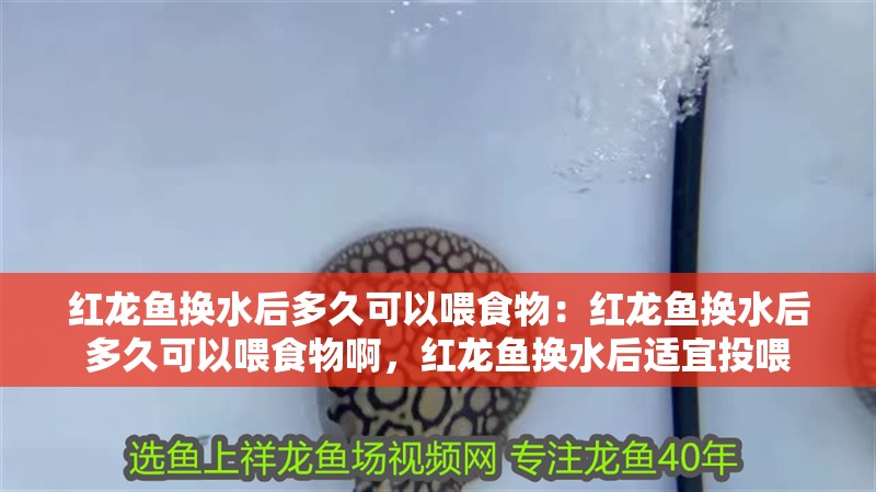 紅龍魚換水后多久可以喂食物：紅龍魚換水后多久可以喂食物啊，紅龍魚換水后適宜投喂