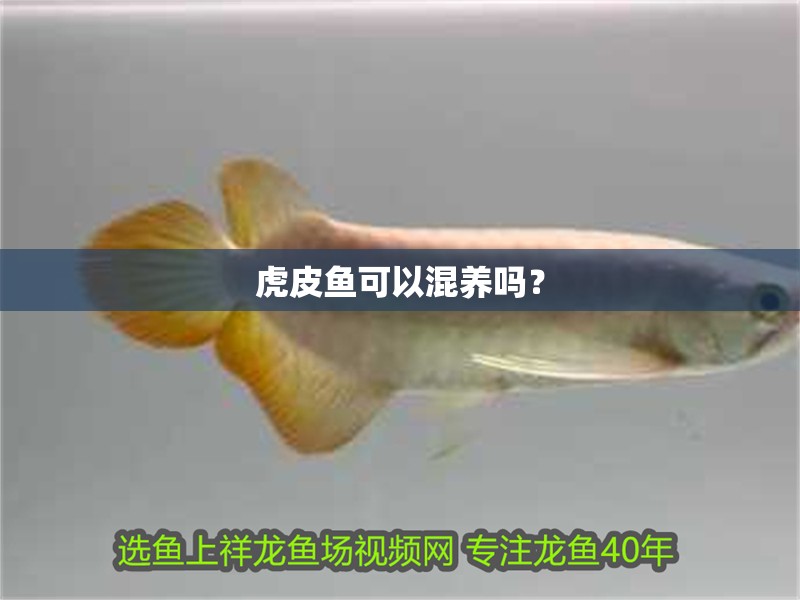 虎皮魚可以混養(yǎng)嗎？