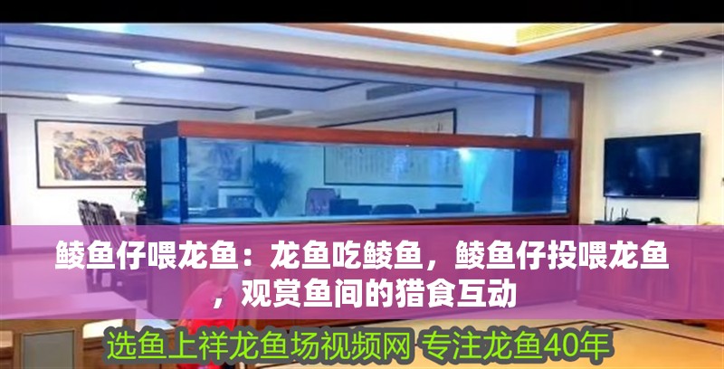鯪魚仔喂龍魚：龍魚吃鯪魚，鯪魚仔投喂龍魚，觀賞魚間的獵食互動(dòng)