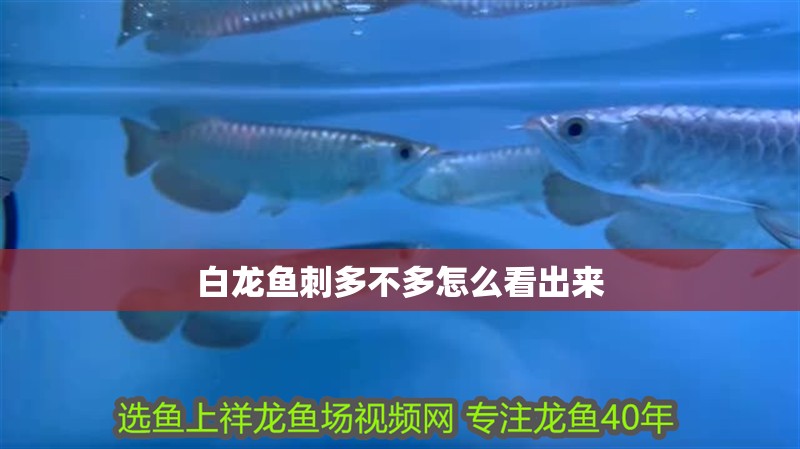 白龍魚刺多不多怎么看出來