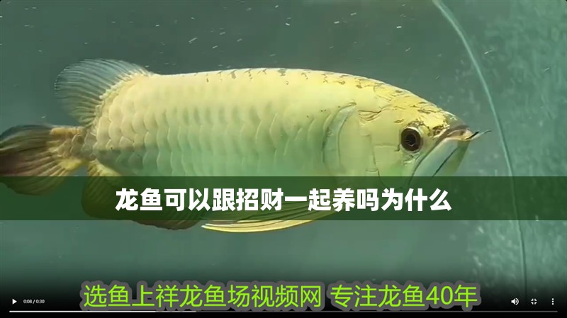 龍魚可以跟招財一起養嗎為什么