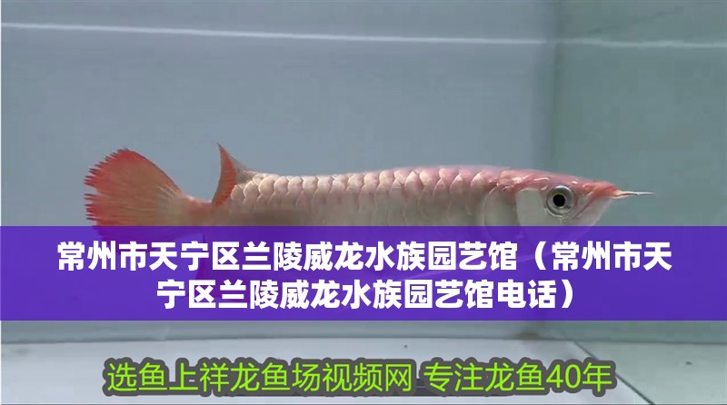 常州市天寧區蘭陵威龍水族園藝館（常州市天寧區蘭陵威龍水族園藝館電話） 常州市天寧區蘭陵威龍水族園藝館（常州市天寧區蘭陵威龍水族園藝館電話） 全國水族館企業名錄 第2張