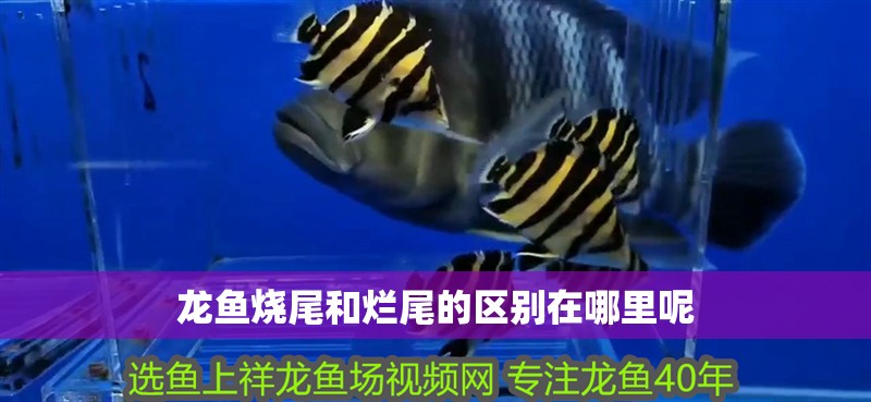 龍魚燒尾和爛尾的區(qū)別在哪里呢
