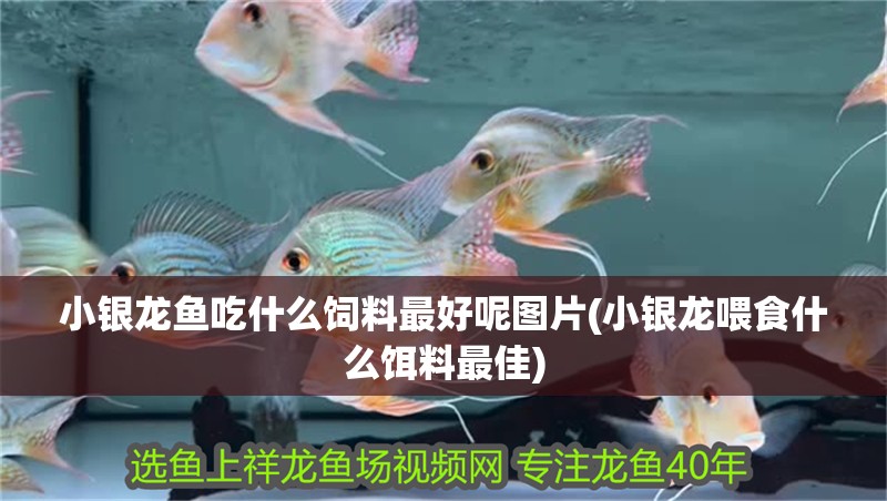 小銀龍魚吃什么飼料最好呢圖片(小銀龍喂食什么餌料最佳)