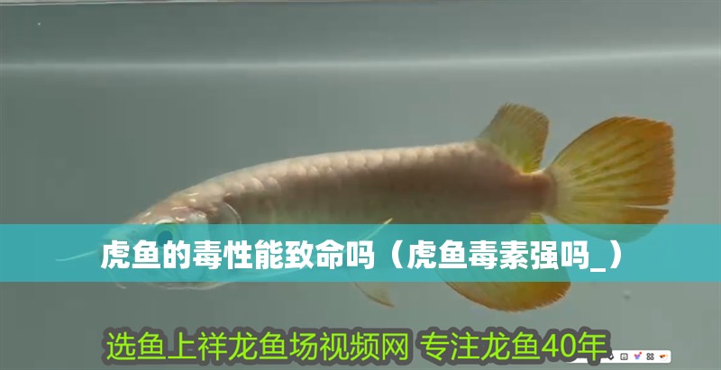 虎魚的毒性能致命嗎（虎魚毒素強嗎_）