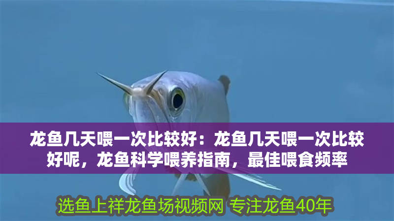 龍魚幾天喂一次比較好：龍魚幾天喂一次比較好呢，龍魚科學喂養(yǎng)指南，最佳喂食頻率