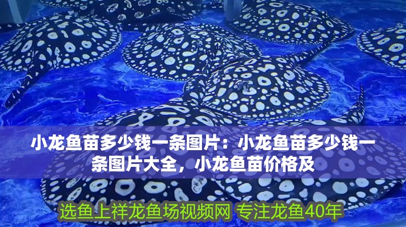 小龍魚苗多少錢一條圖片：小龍魚苗多少錢一條圖片大全，小龍魚苗價格及 小龍魚苗多少錢一條圖片：小龍魚苗多少錢一條圖片大全，小龍魚苗價格及 水族問答