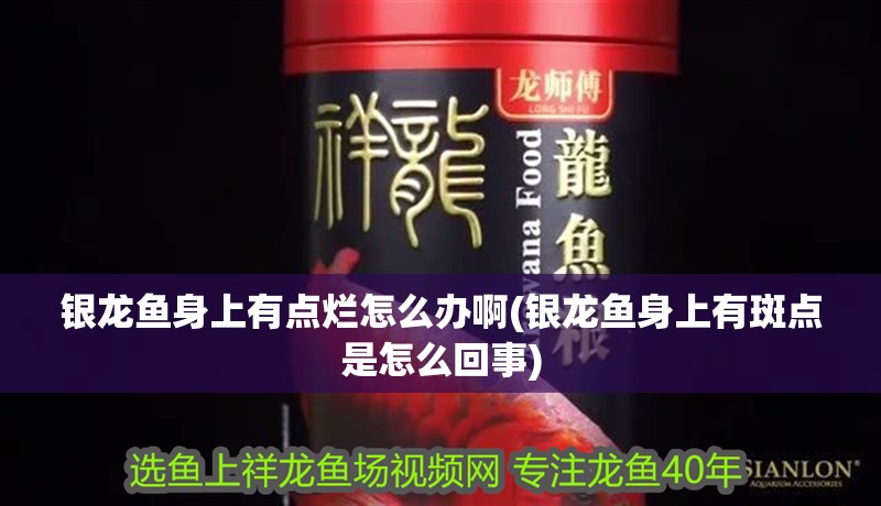 銀龍魚身上有點爛怎么辦啊(銀龍魚身上有斑點是怎么回事) 銀龍魚身上有點爛怎么辦啊(銀龍魚身上有斑點是怎么回事) 銀龍魚百科