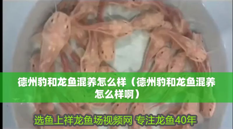德州豹和龍魚混養(yǎng)怎么樣（德州豹和龍魚混養(yǎng)怎么樣啊）
