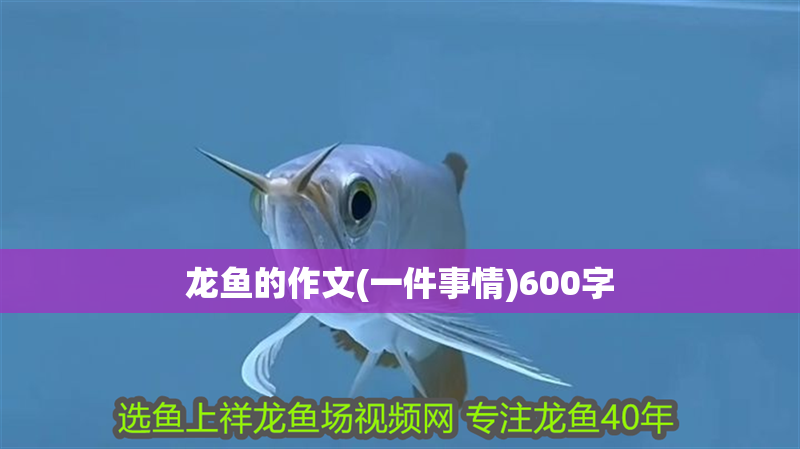 龍魚的作文(一件事情)600字