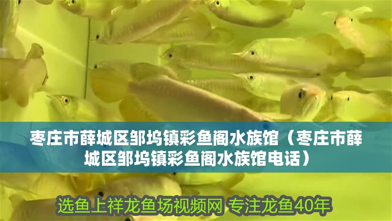 棗莊市薛城區鄒塢鎮彩魚閣水族館(棗莊市薛城區鄒塢鎮彩魚閣水族館電話) 全國水族館企業名錄 第2張 棗莊市薛城區鄒塢鎮彩魚閣水族館(棗莊市薛城區鄒塢鎮彩魚閣水族館電話) 棗莊市薛城區鄒塢鎮彩魚閣水族館(棗莊市薛城區鄒塢鎮彩魚閣水族館電話) 全國水族館企業名錄 第2張