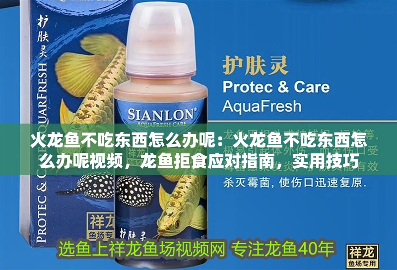 火龍魚不吃東西怎么辦呢：火龍魚不吃東西怎么辦呢視頻，龍魚拒食應(yīng)對指南，實用技巧