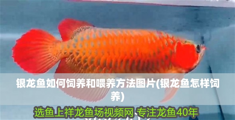 銀龍魚如何飼養(yǎng)和喂養(yǎng)方法圖片(銀龍魚怎樣飼養(yǎng))
