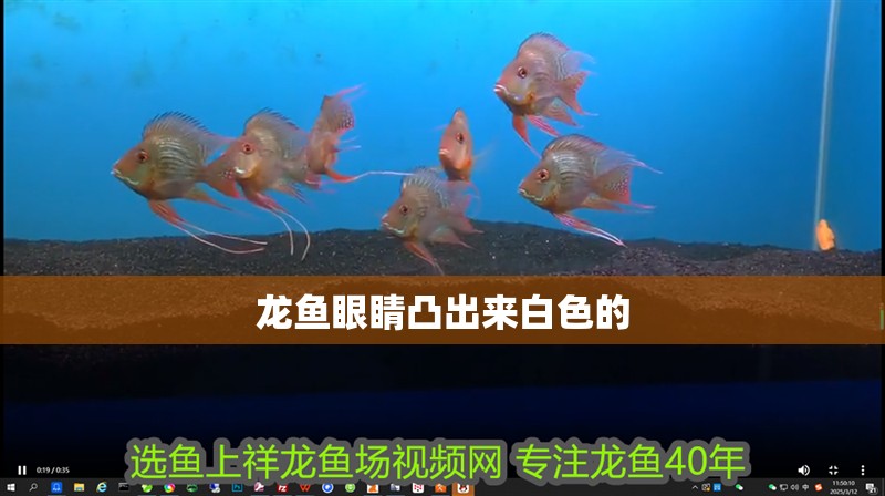 龍魚(yú)眼睛凸出來(lái)白色的