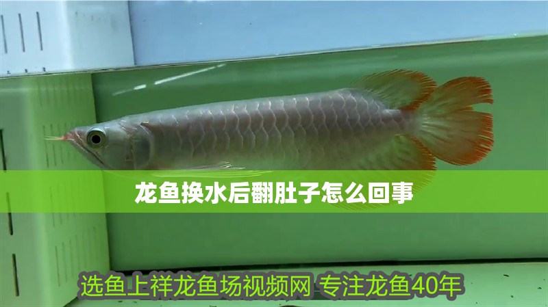 龍魚換水后翻肚子怎么回事 龍魚換水后翻肚子怎么回事 龍魚百科