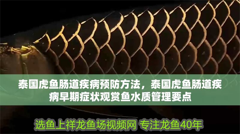 泰國虎魚腸道疾病預防方法，泰國虎魚腸道疾病早期癥狀觀賞魚水質管理要點 泰國虎魚腸道疾病預防方法，泰國虎魚腸道疾病早期癥狀觀賞魚水質管理要點 虎魚百科 第1張