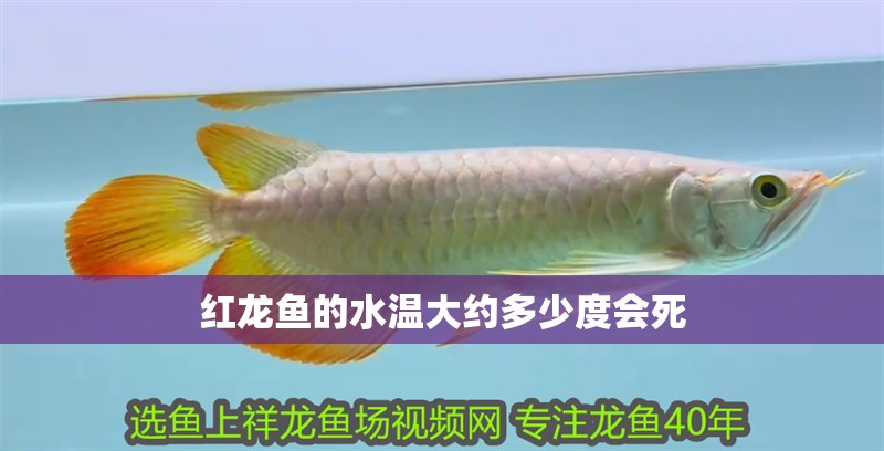 紅龍魚(yú)的水溫大約多少度會(huì)死