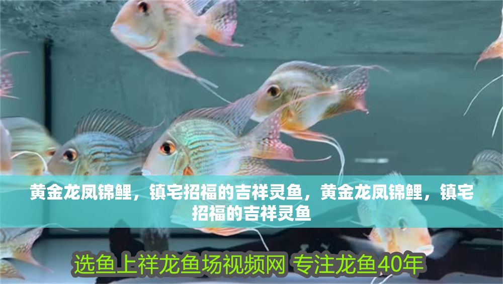 黃金龍鳳錦鯉，鎮宅招福的吉祥靈魚，黃金龍鳳錦鯉，鎮宅招福的吉祥靈魚 黃金龍鳳錦鯉，鎮宅招福的吉祥靈魚，黃金龍鳳錦鯉，鎮宅招福的吉祥靈魚 龍魚百科 第1張