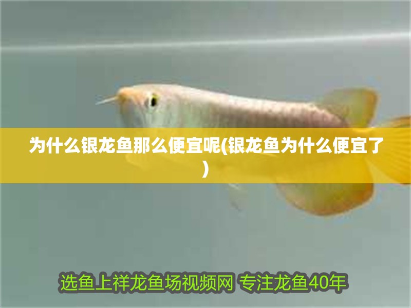 為什么銀龍魚那么便宜呢(銀龍魚為什么便宜了)