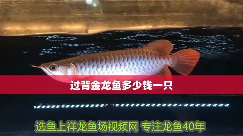 過背金龍魚多少錢一只