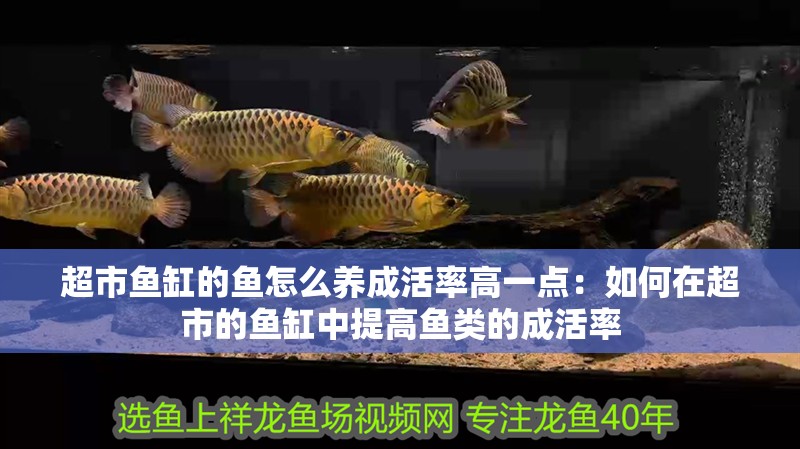 超市魚缸的魚怎么養成活率高一點：如何在超市的魚缸中提高魚類的成活率