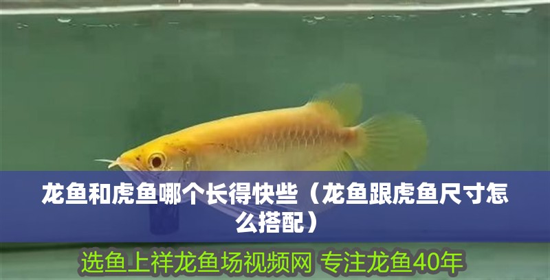 龍魚和虎魚哪個長得快些（龍魚跟虎魚尺寸怎么搭配）