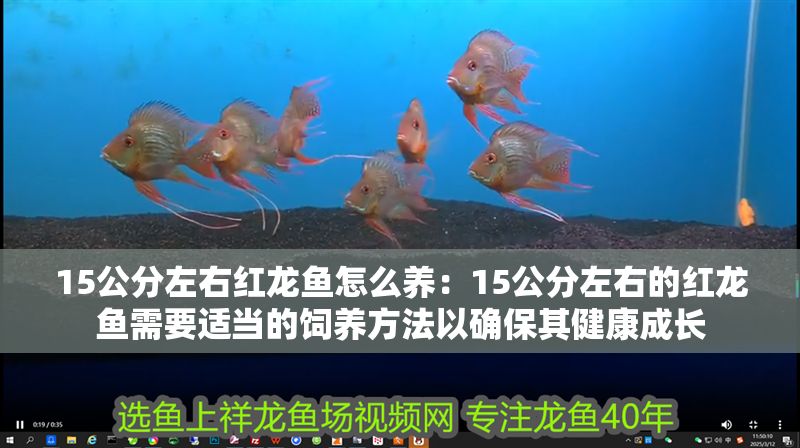 15公分左右紅龍魚怎么養：15公分左右的紅龍魚需要適當的飼養方法以確保其健康成長