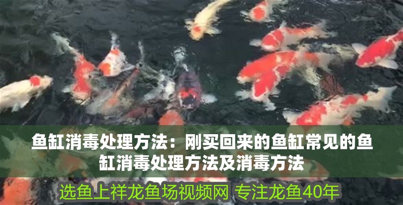 魚缸消毒處理方法：剛買回來的魚缸常見的魚缸消毒處理方法及消毒方法