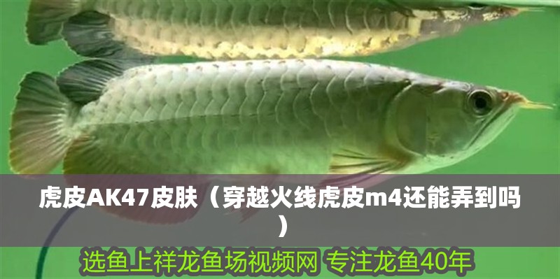 虎皮AK47皮膚（穿越火線虎皮m4還能弄到嗎）