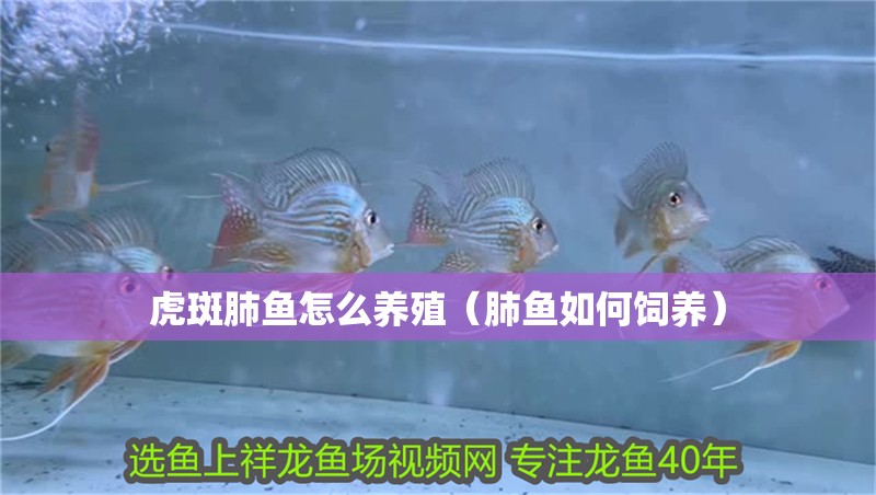 虎斑肺魚怎么養殖（肺魚如何飼養）