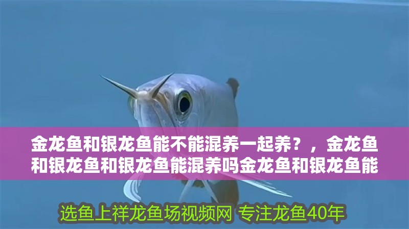 金龍魚和銀龍魚能不能混養(yǎng)一起養(yǎng)？，金龍魚和銀龍魚和銀龍魚能混養(yǎng)嗎金龍魚和銀龍魚能混養(yǎng)嗎