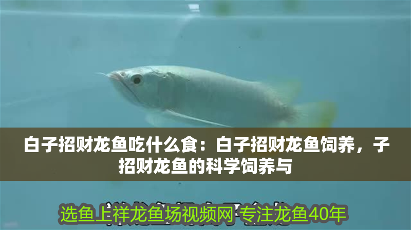白子招財龍魚吃什么食：白子招財龍魚飼養，子招財龍魚的科學飼養與