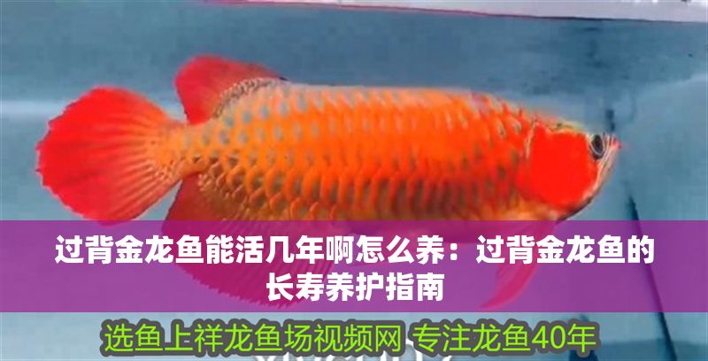 過背金龍魚能活幾年啊怎么養：過背金龍魚的長壽養護指南