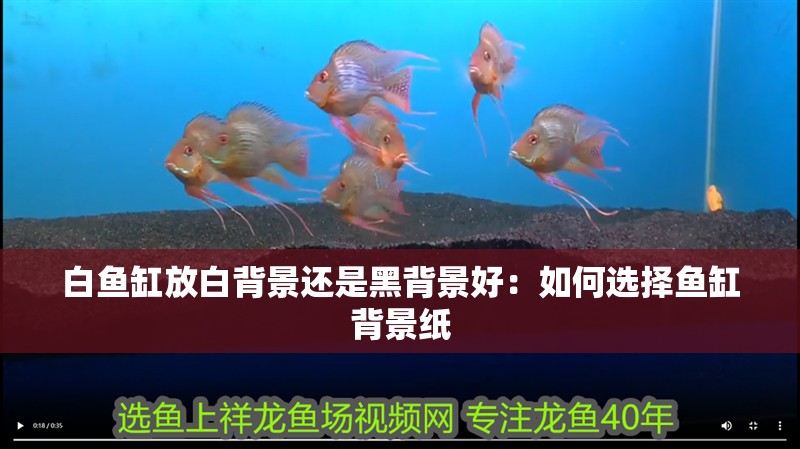 白魚缸放白背景還是黑背景好：如何選擇魚缸背景紙