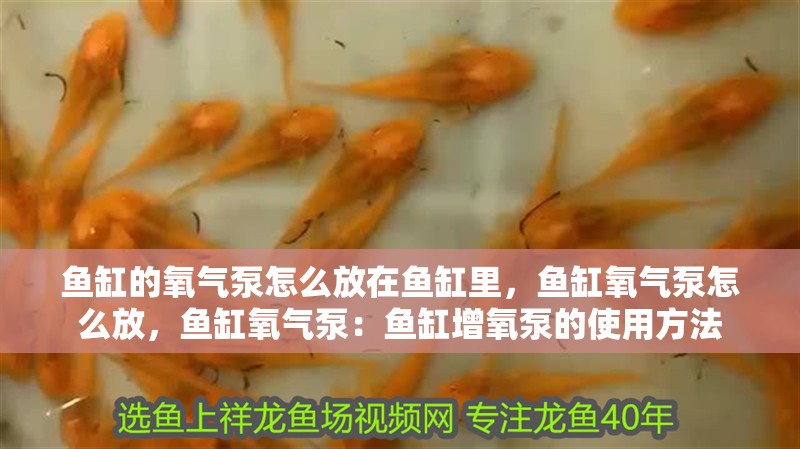 魚缸的氧氣泵怎么放在魚缸里，魚缸氧氣泵怎么放，魚缸氧氣泵：魚缸增氧泵的使用方法