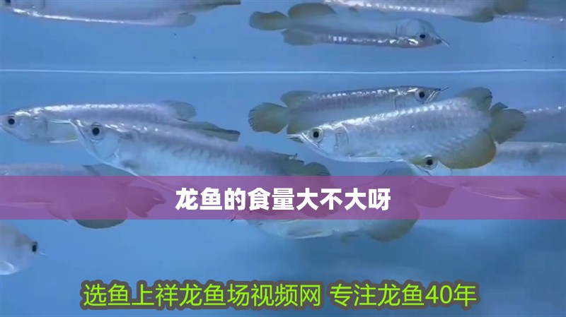 龍魚的食量大不大呀