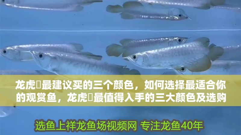 龍虎魟最建議買的三個顏色，如何選擇最適合你的觀賞魚，龍虎魟最值得入手的三大顏色及選購指南