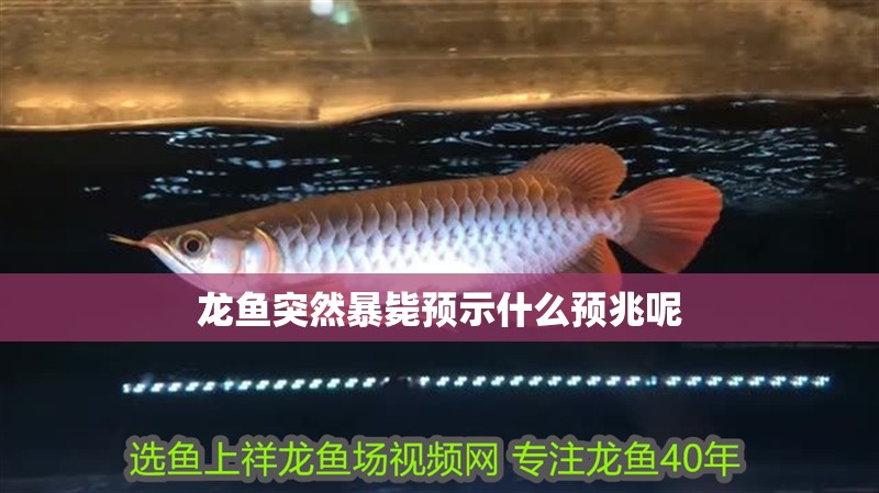 龍魚突然暴斃預(yù)示什么預(yù)兆呢