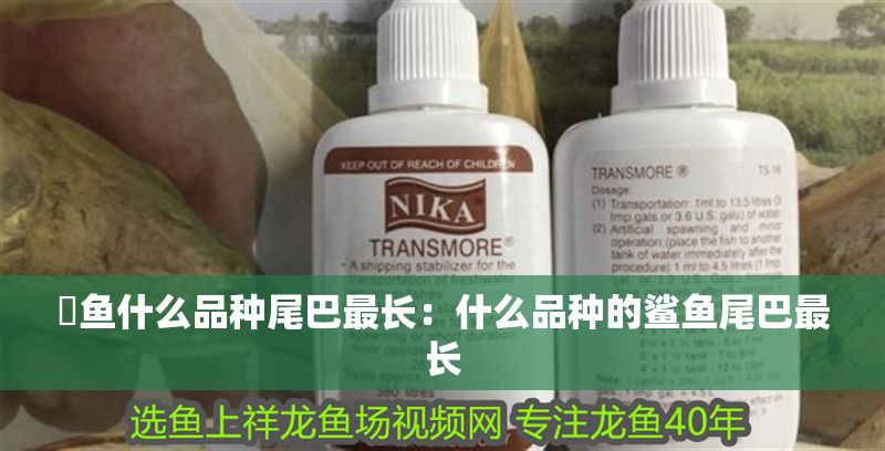 魟魚什么品種尾巴最長：什么品種的鯊魚尾巴最長 魟魚什么品種尾巴最長：什么品種的鯊魚尾巴最長 魟魚百科 第2張