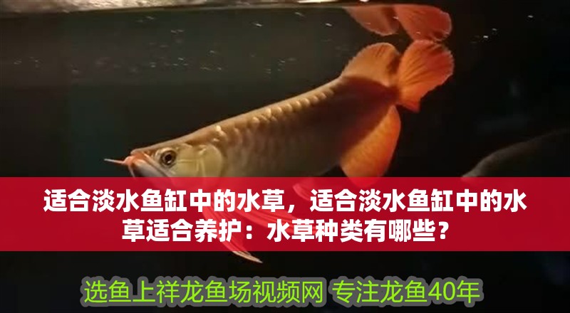 適合淡水魚缸中的水草，適合淡水魚缸中的水草適合養護：水草種類有哪些？ 適合淡水魚缸中的水草，適合淡水魚缸中的水草適合養護：水草種類有哪些？ 魚缸百科