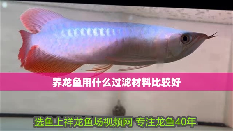 養龍魚用什么過濾材料比較好