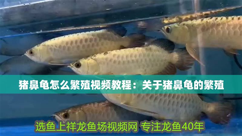 豬鼻龜怎么繁殖視頻教程：關于豬鼻龜?shù)姆敝? title=